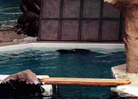 iris-en-juin-2002-a-DuisburgA