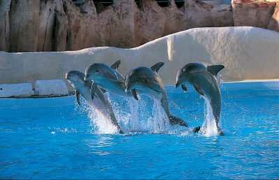 4-dauphins-en-tunisie