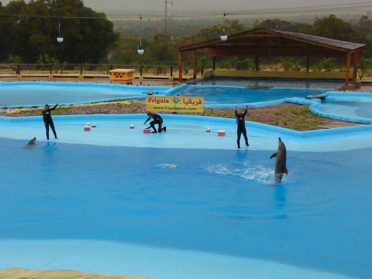 tunisia-dolphins-crammed-by-sun