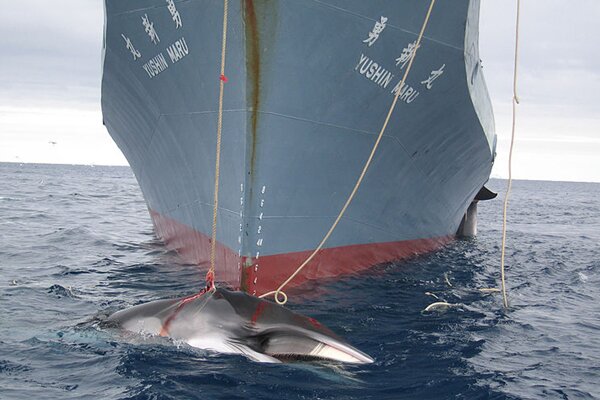 WhalingInTheSouthernOcean_3.600