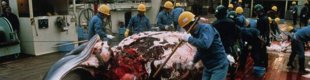 japanese_factory_ship_flensing_votier_mar