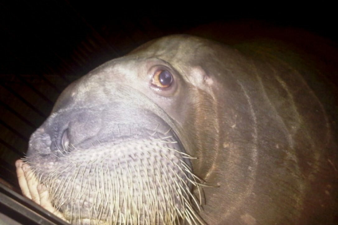 sonja.jpeg.size.custom.crop.1086x724