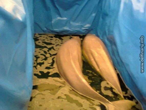 russie-beluga-transfert