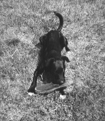 Bidule, vers 19670