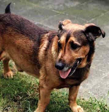 Ce bon Chani, décédé à l'âge de 14 ans dans les bras de son maître à la fin du siècle dernier, au terme d'une vie de chien aussi parfaite que possible.