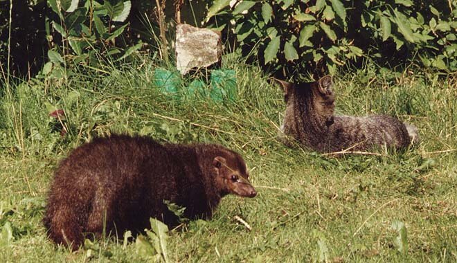 Shakti la mangouste et son amie Durga en 2004
