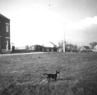 Le chien Whisky à Sart-Dames-Avelines, aux alentours de 1960 : celui par qui tout est arrivé...