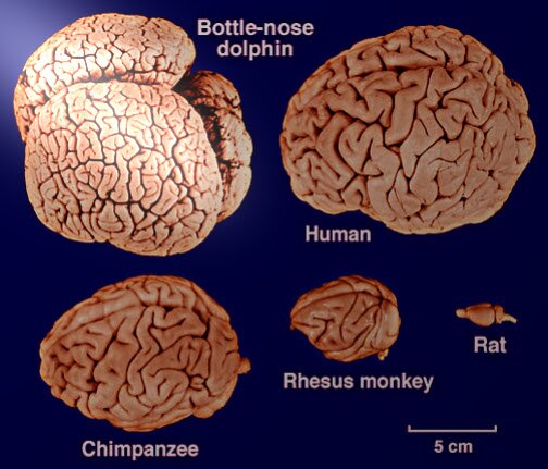 Dauphins : le cerveau et la conscience sont liés, comme Dauphins : le cerveau et la conscience sont liés, comme