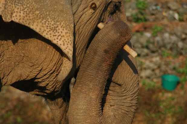 quel animal utilise des outils