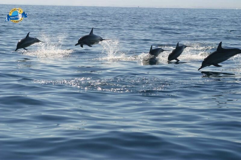 dauphins-libres-tunisie