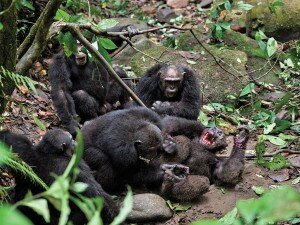 chimp-war-mise-a-mort-et-torture