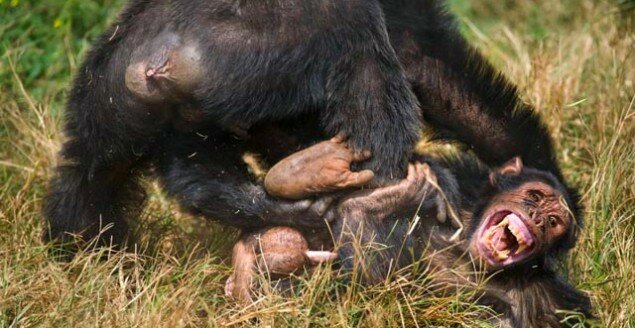 chimp_fight_2-635x328