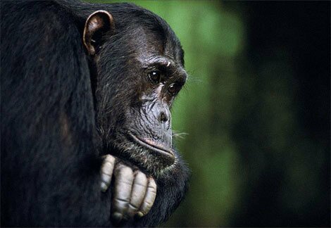 frodo-the-chimpanzee-chimpanzees-and-bonobos-773057_470_324