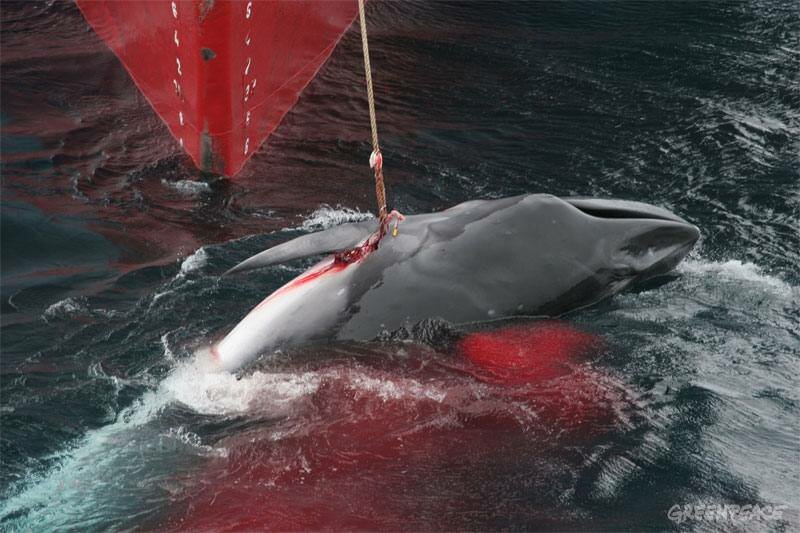 Greenpeace ship MY Esperanza witness the killing of whales in the Southern Ocean by the Yushin Maru and the Kyo Maru No.1 ships of the Japanese whaling fleet, and the transfer of the whales to the Nisshin Maru factory ship. Southern Ocean. 21.12.2005