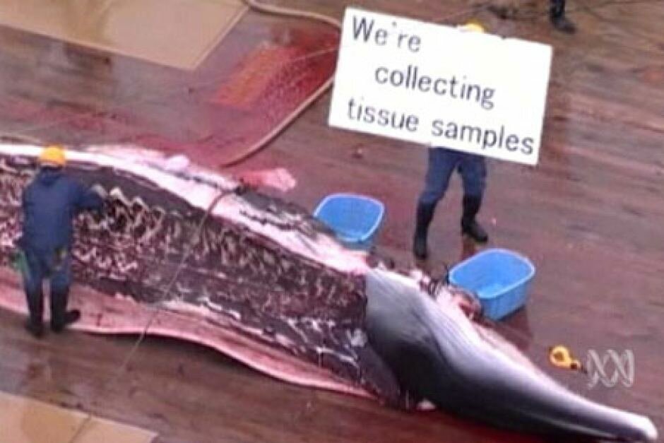 scientific-whaling