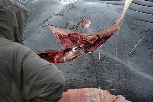 whale harpoon