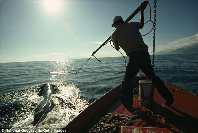 whale_hunting